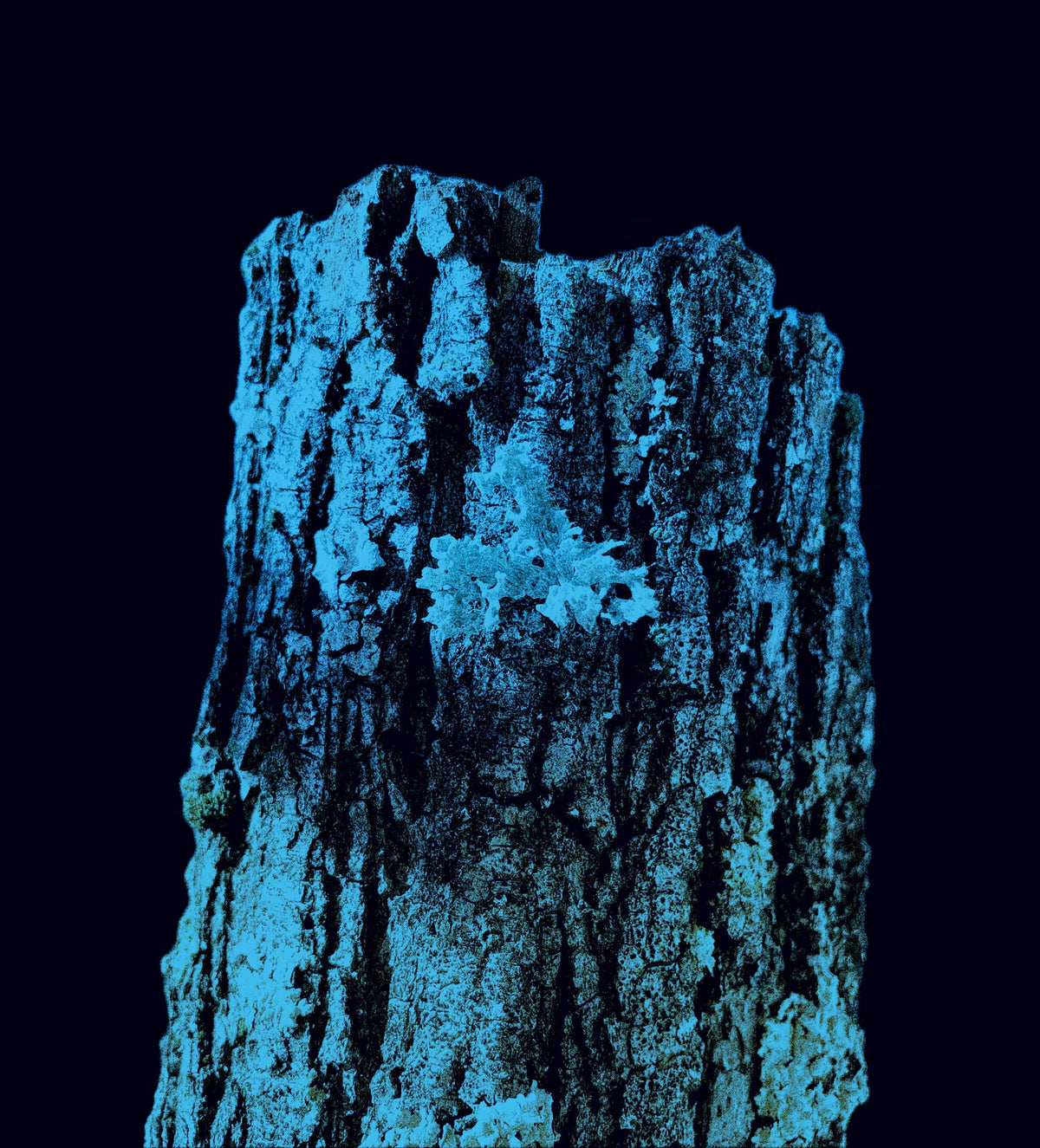 Dettaglio dell'opera fotografica "Blue Nature" di Mattia Paoli, NOJ Culture Gallery