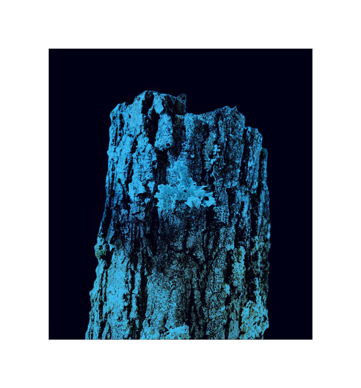 Fotografia digitale "Blue Nature" di Mattia Paoli, dettaglio di corteccia su sfondo nero, tonalita di blu, stampa su tela 110x100 cm